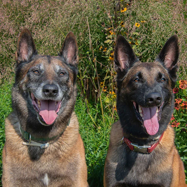 Viktoria-Mandahus-Tiere_Hunde-Startseite